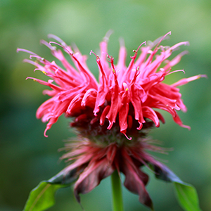 MonaJuventa™ Nu: turning back time, cell by cell